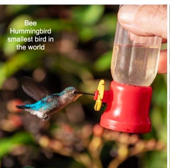 El Ave más pequeña en el mundo. Paraiso de las Aves en Cuba El Ave más pequeña en el mundo. Paraiso de las Aves en Cuba